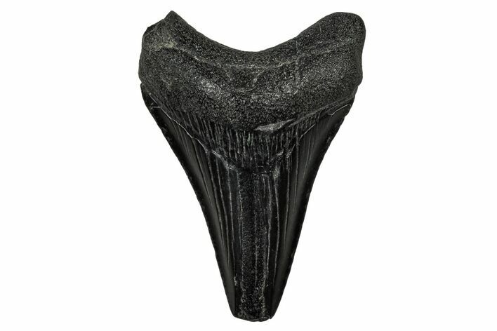 Juvenile Megalodon Tooth - South Carolina #340641